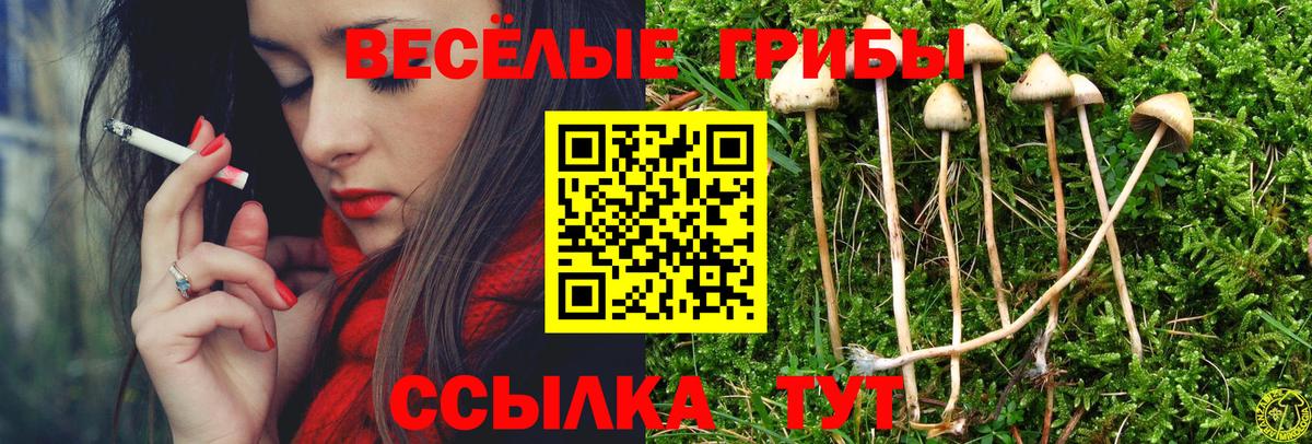 Галлюциногенные грибы Psilocybe Ангарск